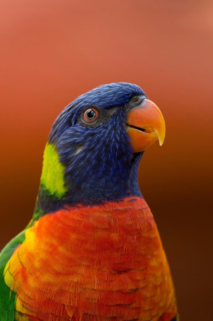 Parrot with AI filters